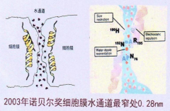 给脱水细胞补水治疗高低血压、冠心病和糖尿病