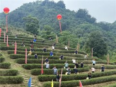 神秘福建土楼遗产地里的宝藏茶区，