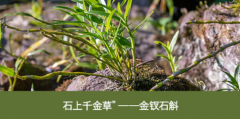 倍康金钗石斛：源自赤水的天然健康瑰宝