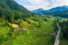 山峰一号茶业“物华天宝”系列新品发布